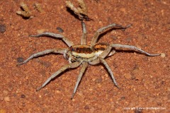 Lycosa sp.