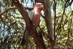 Eolophus roseicapillus