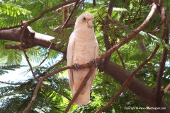 Cacatua sanguinea