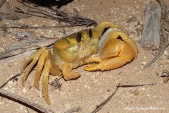 Ocypode convexa