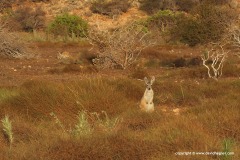 Macropus fuliginosus