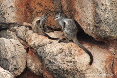 Petrogale lateralis