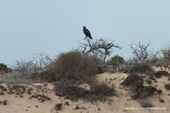 Milvus migrans affinis