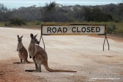 Macropus fuliginosus