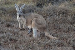 Macropus fuliginosus