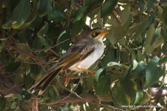 Manorina flavigula