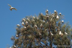 Cacatua sanguinea