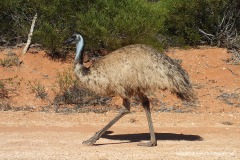 Dromaius novaehollandiae