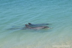 Tursiops sp.