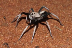 Lycosa bicolor