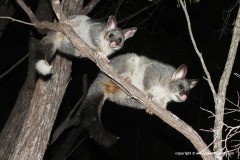 Trichosurus vulpecula
