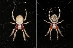 Araneidae sp.