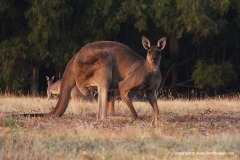 Macropus rufus