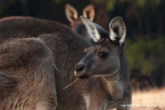 Macropus rufus