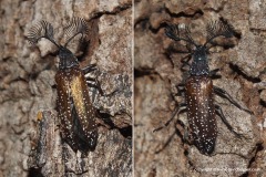 Rhipicera sp.