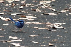 Malurus splendens