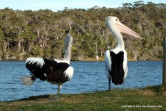 Pelecanus conspicillatus
