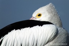 Pelecanus conspicillatus