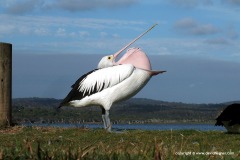 Pelecanus conspicillatus