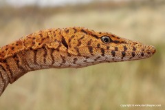 Varanus pilbarensis