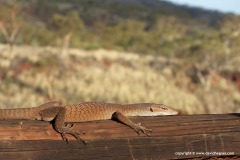 Varanus tristis