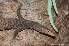 Varanus tristis