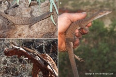 Varanus tristis