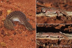 Diplodactylus conspicillatus