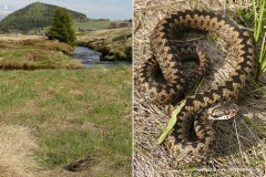 Vipera berus