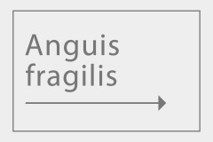 Anguis fragilis