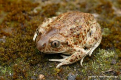 Pelobates fuscus