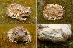 Pelobates fuscus