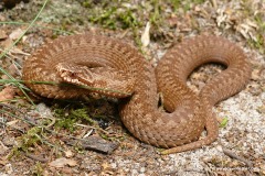 Vipera berus