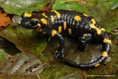 Salamandra salamandra