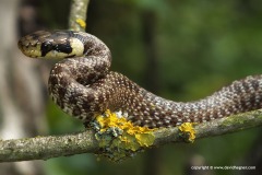 Zamenis longissimus