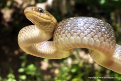 Zamenis longissimus