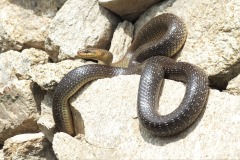 Zamenis longissimus