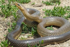 Zamenis longissimus