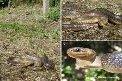Zamenis longissimus