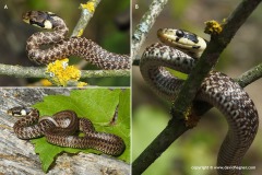 Zamenis longissimus