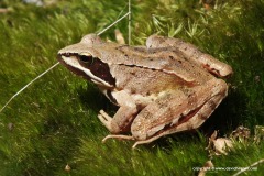 Rana dalmatina
