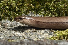 Anguis fragilis