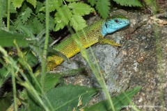 Lacerta viridis