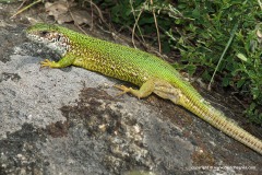 Lacerta viridis