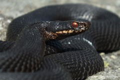 Vipera berus
