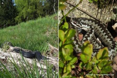 Vipera berus