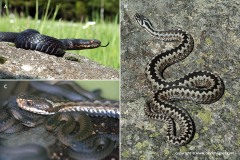 Vipera berus