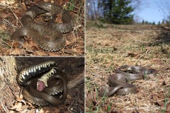 Natrix natrix
