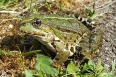 Pelophylax sp.