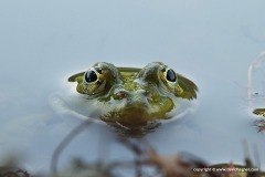 Pelophylax sp.